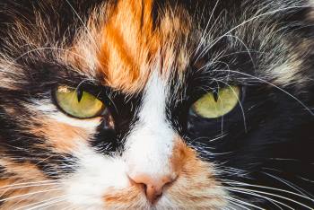 What Order Should I Read the Warrior Cats?
